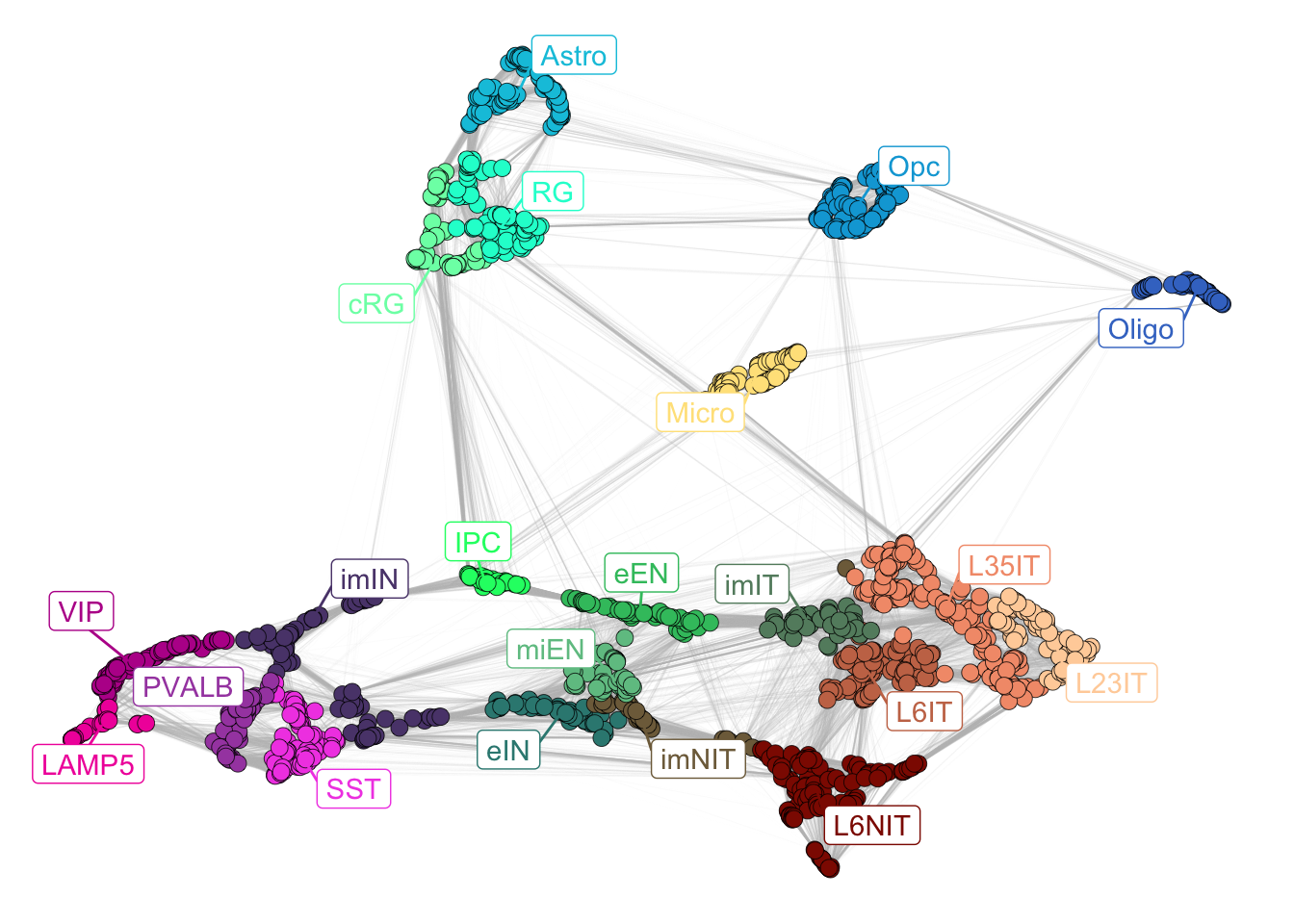 Corticogenesis subclasses.