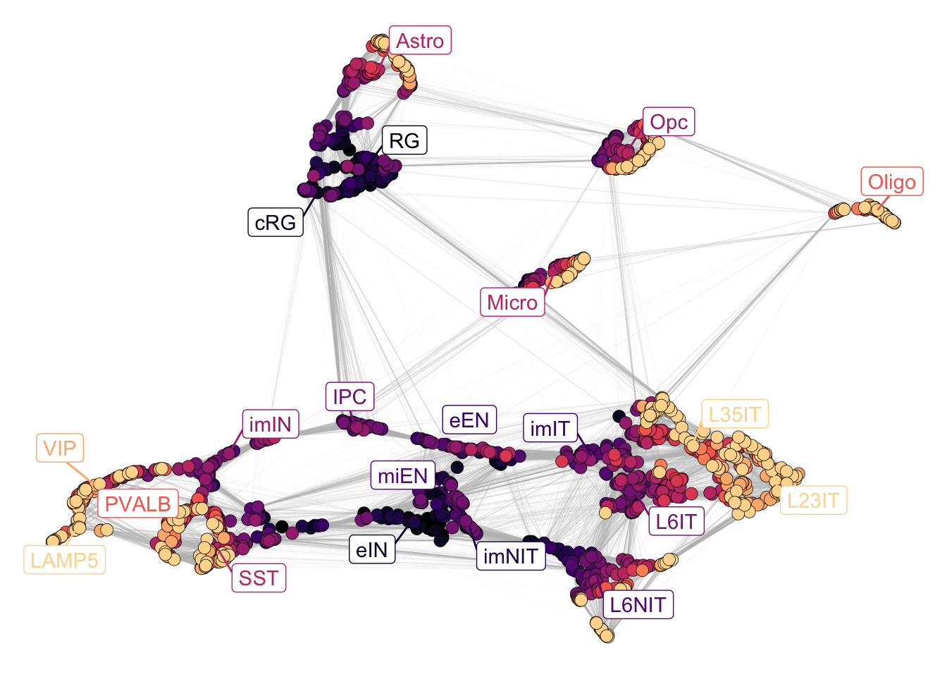 Corticogenesis stages.