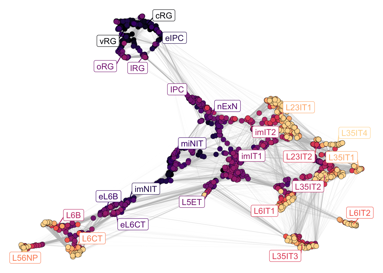 Neurogenesis stages.
