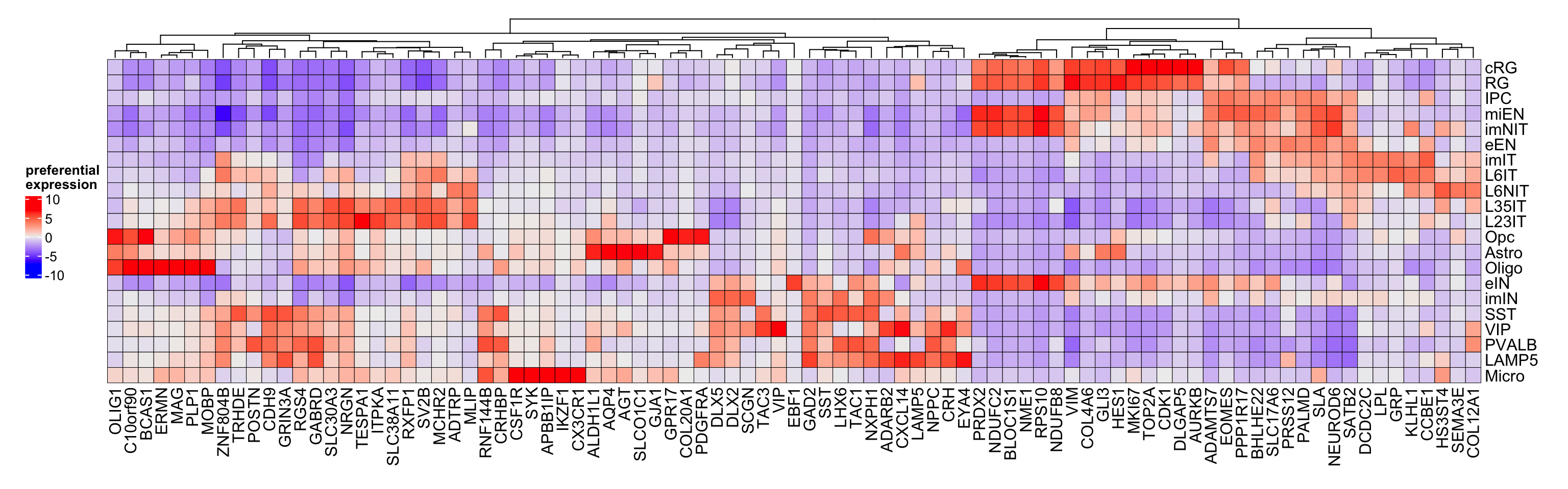 Top preferential genes in corticogenesis.