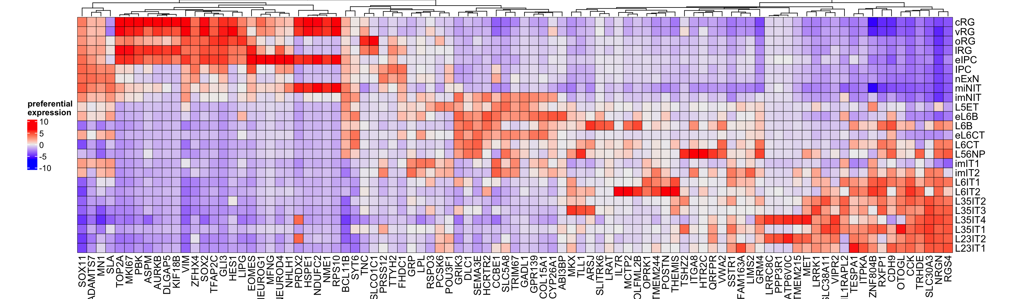 Top preferential genes in neurogenesis.