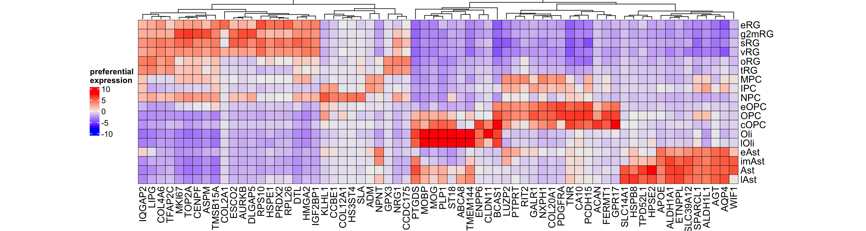 Top preferential genes in gliogenesis.
