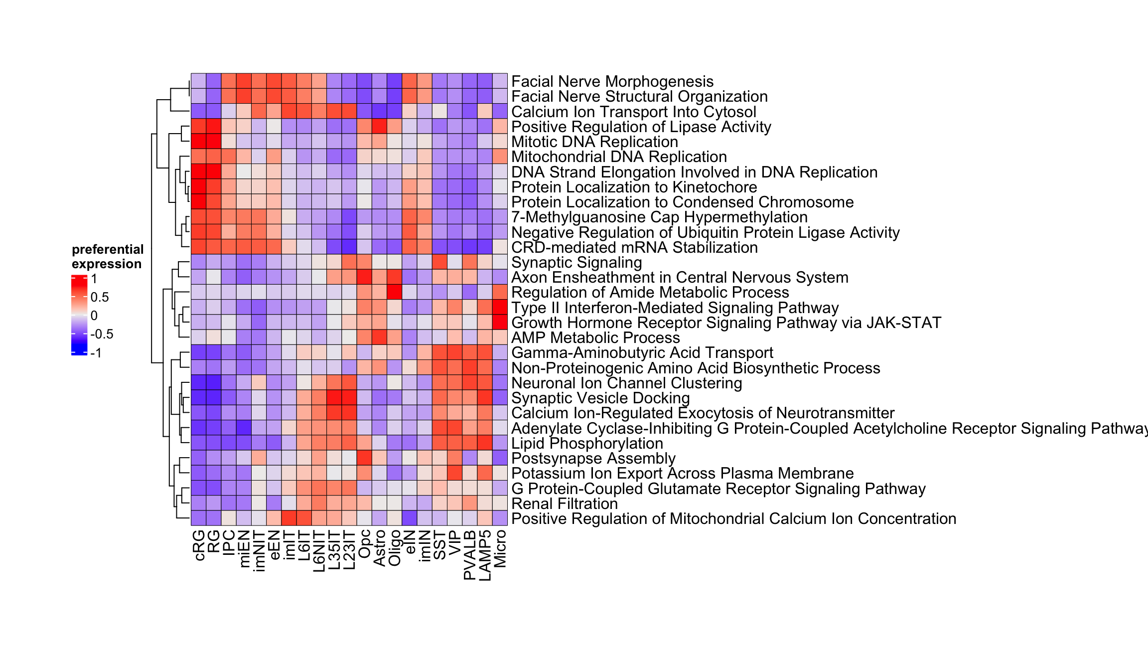 Top gene ontology biological processes in corticogenesis.