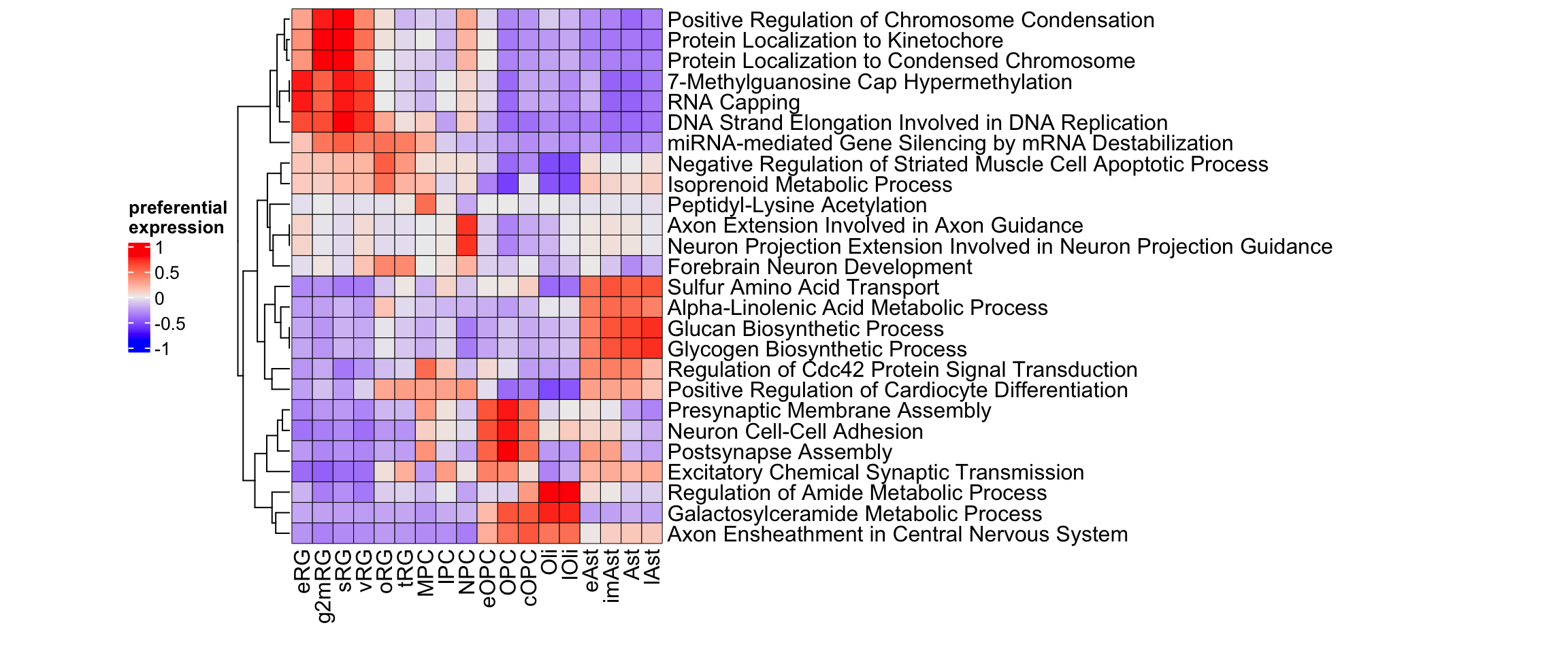 Top gene ontology biological processes in gliogenesis.