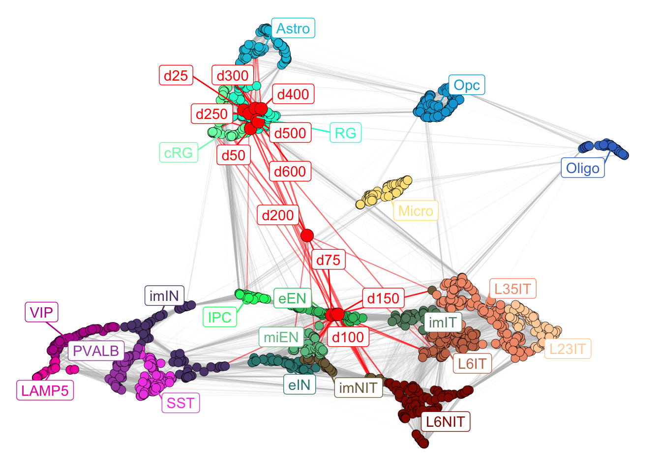 Corticogenesis network with mapped samples.