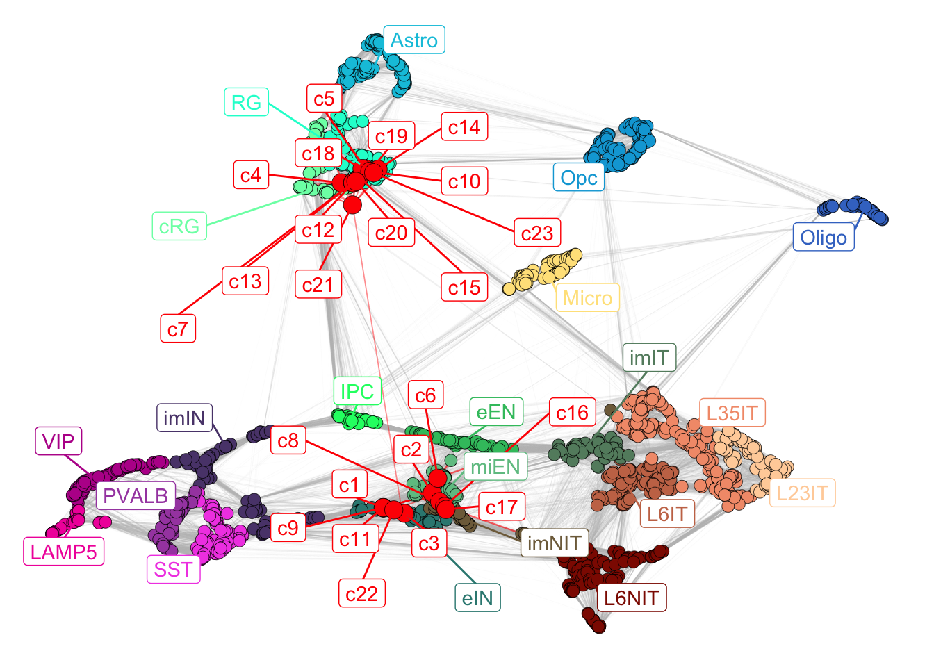 Corticogenesis network with mapped clusters.
