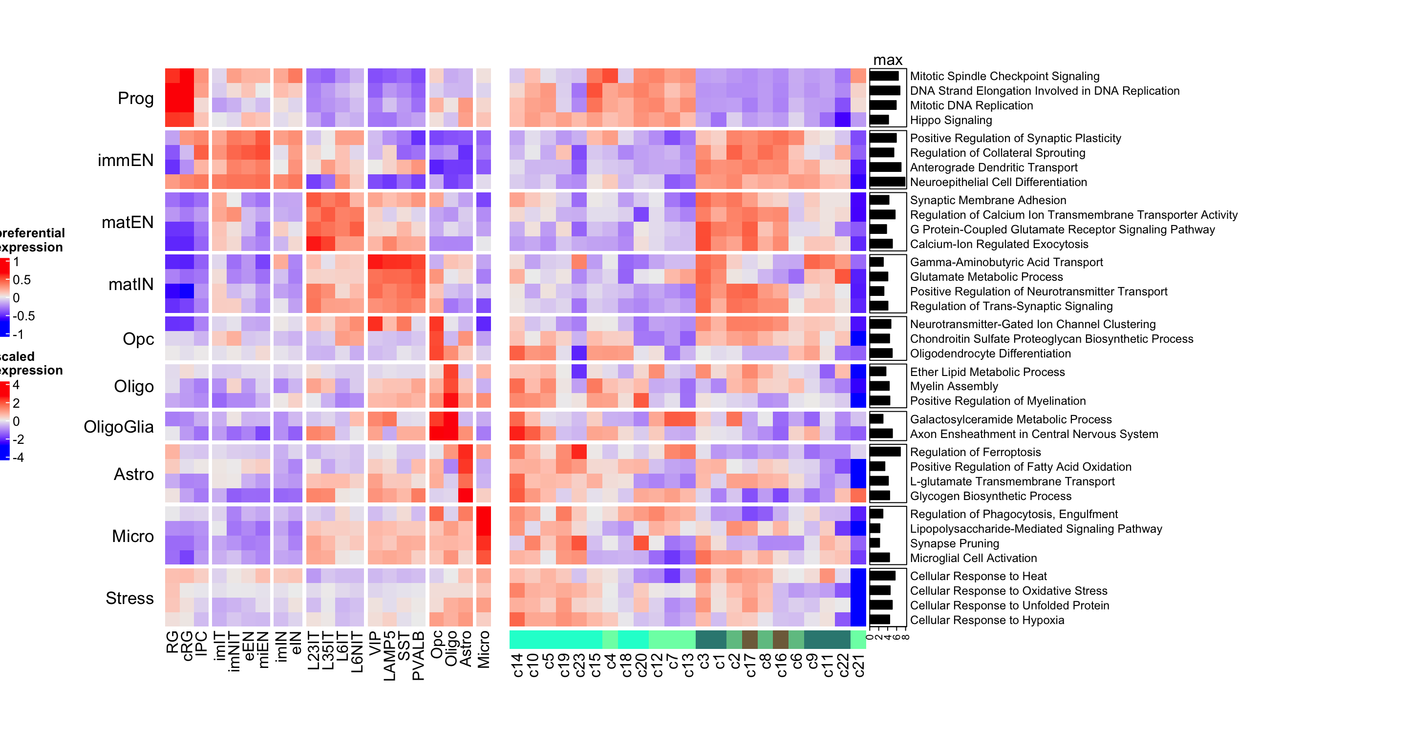 Heatmap of corticogenesis-specific GO biological processes in resource and mapped clusters.